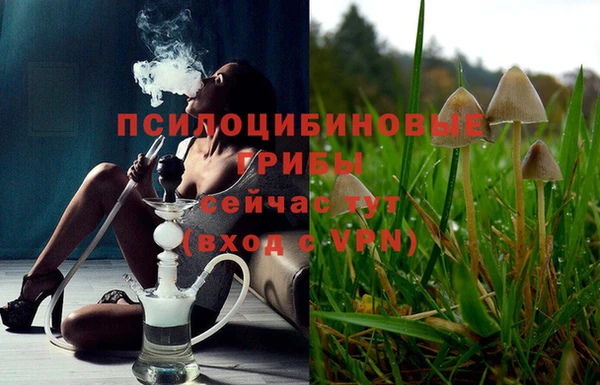 прущие грибы Абинск